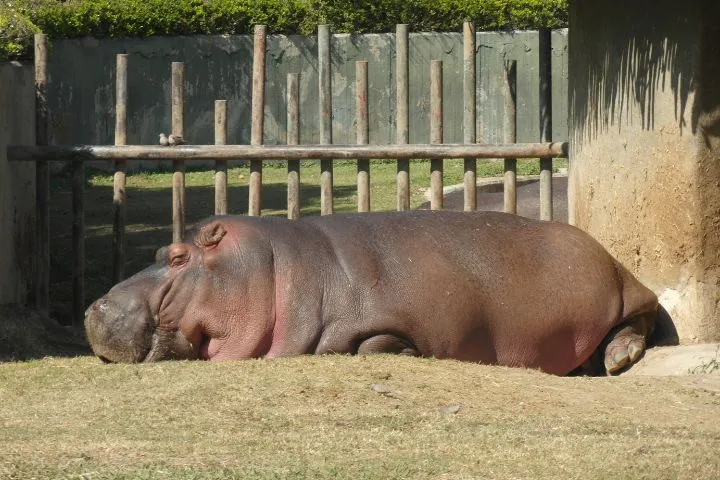 グアダラハラ動物園のイメージ