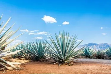 暖かい?四季はある?メキシコの気候を解説