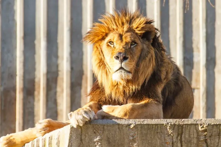 Parque Zoológico de Leónの画像