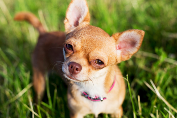 チワワ犬の画像